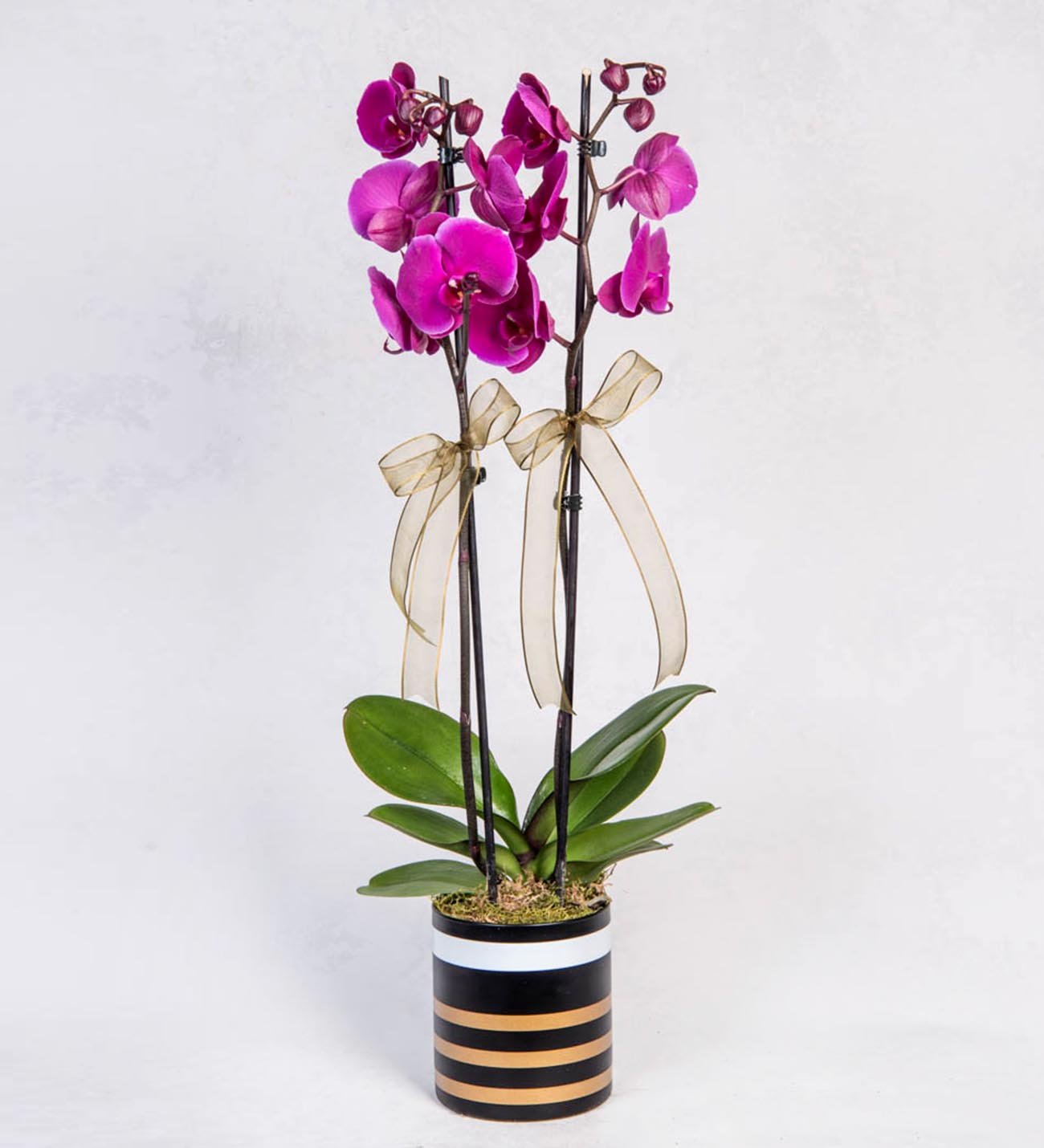 çift dallı mor orkide